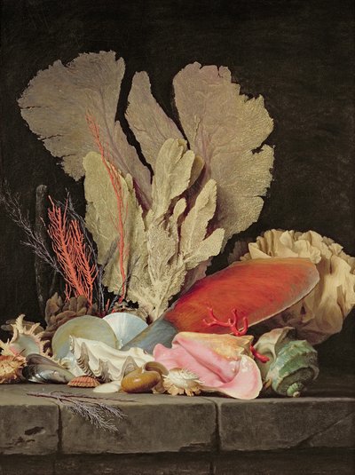 Seaweed, Lithophytes and Seashells by Anne Vallayer Coster